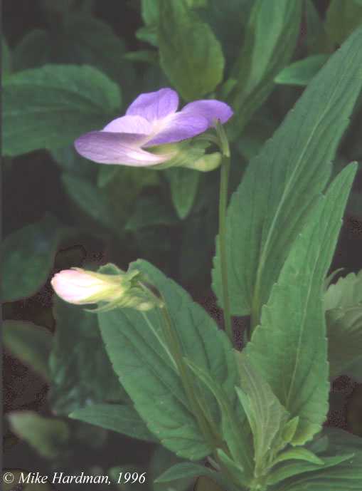 V.elatior flower, bud, leaves