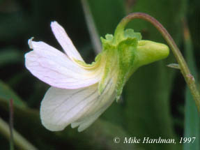 pale flower from the side